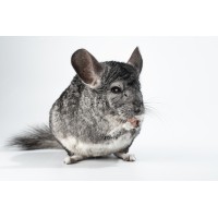 Chinchilla gris